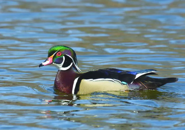 What's Flying: The seasons are a’changing